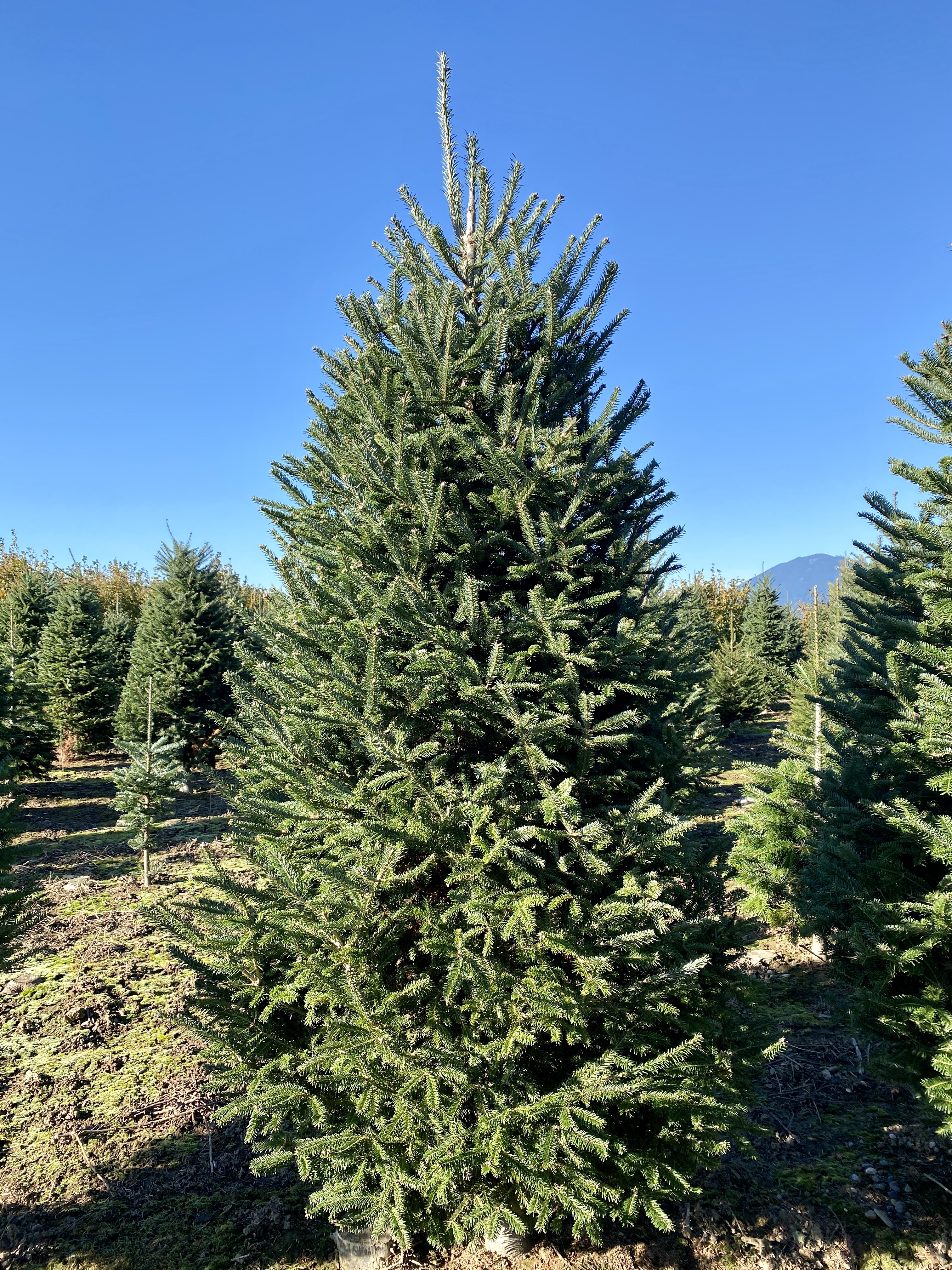 métal support de Noël touffue PIN branchess Blanc Arbre de Noël épinette du Colorado 6 ft environ 1.83 m 