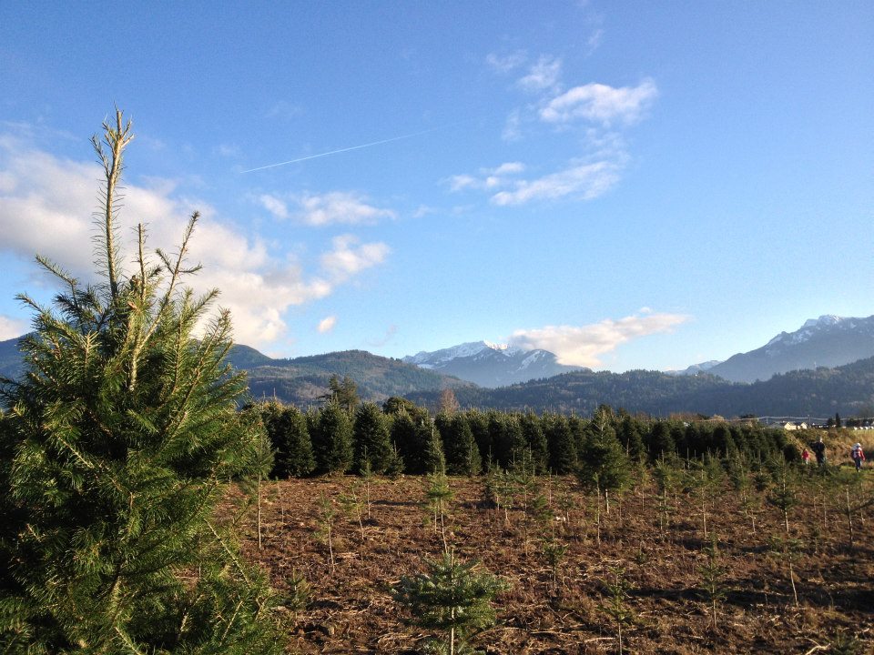 Is it good for the environment to buy a real Christmas tree?